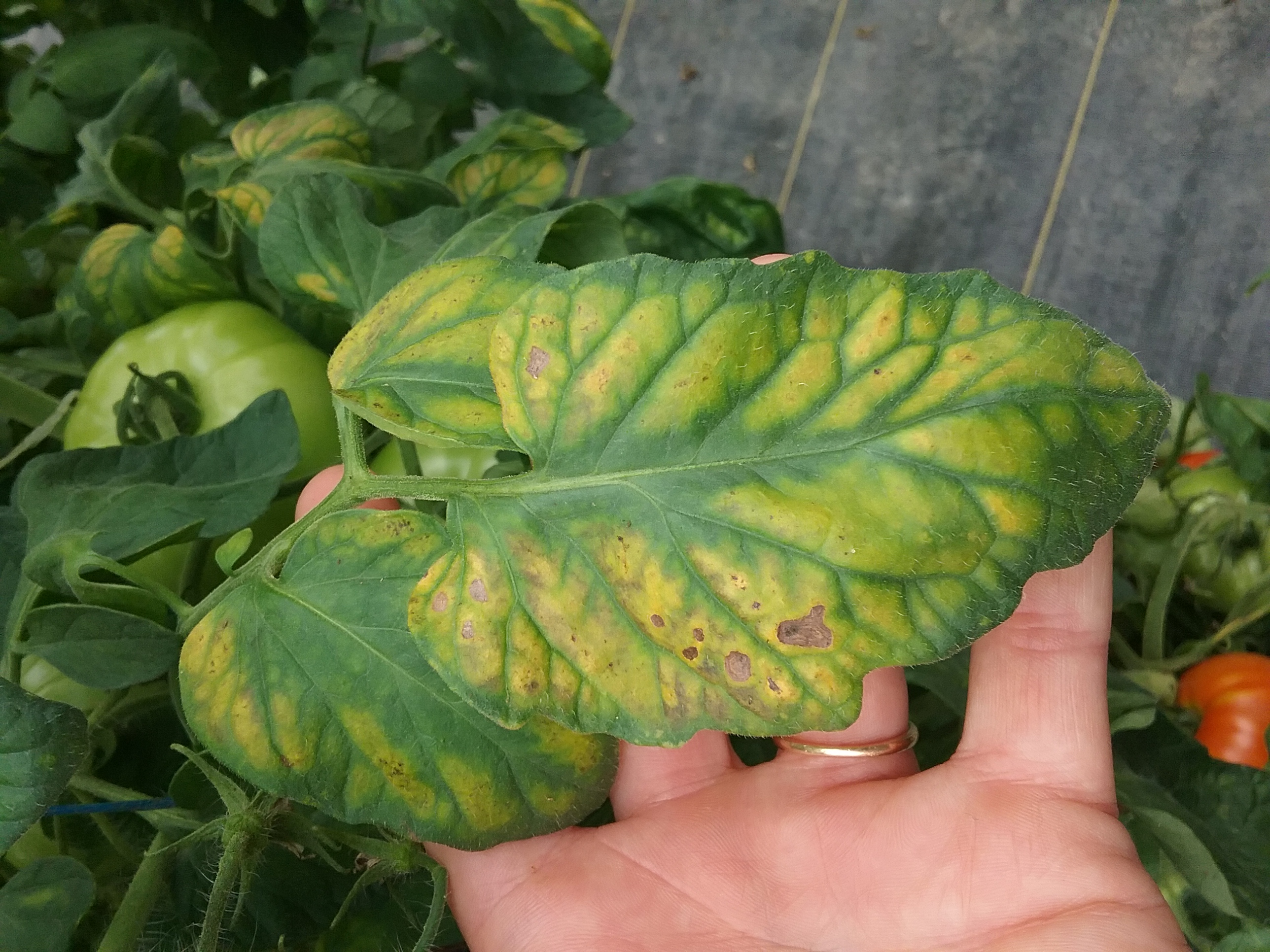 Interveinal Chlorosis Scouting Guides For Problems Of Vegetables Interveinal Chlorosis Scouting Guides For Problems Of Vegetables